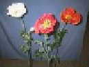 Mohn X1/1 H.110 Cm CREME 