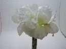 Amaryllis X5 70Cm WEISS 
