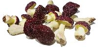 Pilzsort.Begl. x12 4,5-9,5cm ROT 