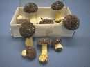 Pilzsort.Begl. x12 4,5-9,5cm BRAUN 