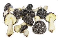 Pilzsort.Begl. x12 4,5-9,5cm GRAU 
