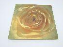 Bild mit Rosenmotiv HELLGELB 33cm x 33cm
