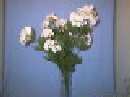 SCHNEEBALL X13 H55CM ROSA 
