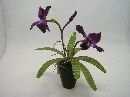 Seidephalaeonopsis x3 im Topf DUNKELROSA 33cm