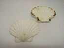 shell Muschel Deep Scallop WEISS-Ragoutschale 13-16cm (Pecten maximus)