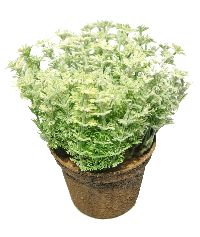 Sedum i.Topf HELLgrün 15cm
