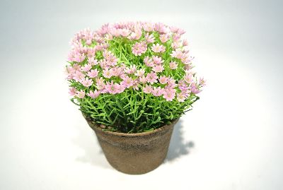 Alysum (Steinkraut) FARBL. rosa 12cm 84 Blüten