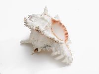 Muschel Murex Ramosus 15cm NATUR 5-6