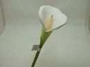 Calla CREME 75cm