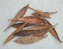 Cocosschale-Blatt SPARPACK- SK 1,5kg ca.200St. mini