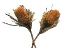 Banksia Hookeriana GELB 48 30St.
