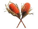 Banksia Hookeriana ORANGE 10 30St.
