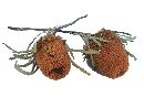 Banksia Hookeriana APRICOT 16 30St.