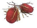 Banksia Hookeriana ALTROSA 39 30St.