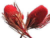 Banksia Hookeriana ROT 11 30St.