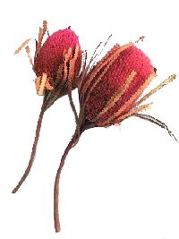 Banksia Hookeriana azalee 67 30St.