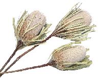 Banksia Hookeriana NATUR 00 30St.