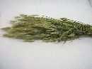 Aehren m.Krannen NATUR Triticale Bund
