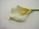 Calla CREME 02 10cm