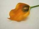 Calla GELB dunkel 10cm