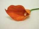 Calla GOLDGELB 06 10cm