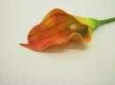 Calla ORANGE 08 10cm