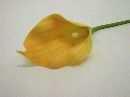 Calla APRICOT 34 10cm