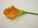 Calla pfirsich 07 10cm