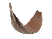 Cocos schale NATUR ca 80/90cm gross galera gebogen