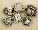 Banksia Rose Cone NATUR-ANTIK 15 Stück Rauhreif