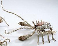 Krebs Muschel NATUR 39x16x8cm