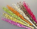 Curly Willow GEBLEICHT 80cm 50St.