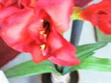 Blumen