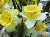 Seidenblumen
