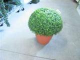 Buchs