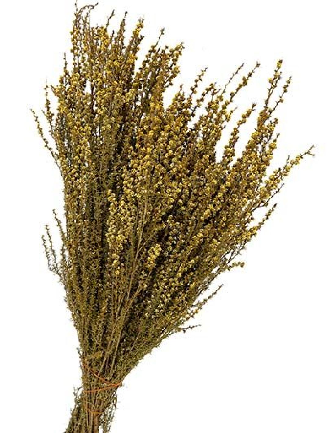 Ti-Tree White gold-GELB 48 3 Bund