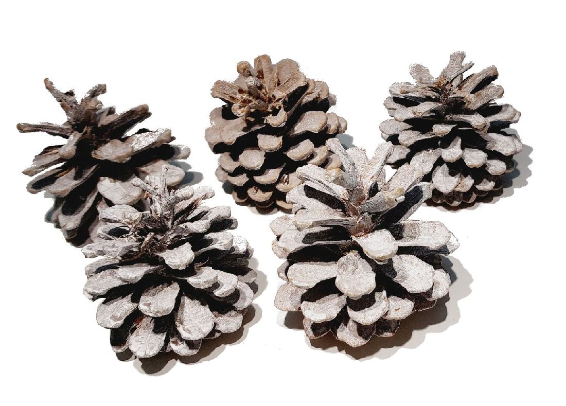 Schwarzkiefer Zapfen whitewashed 5 kg.