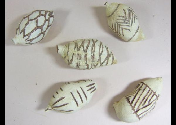 Baobab petite brush CREME Mix