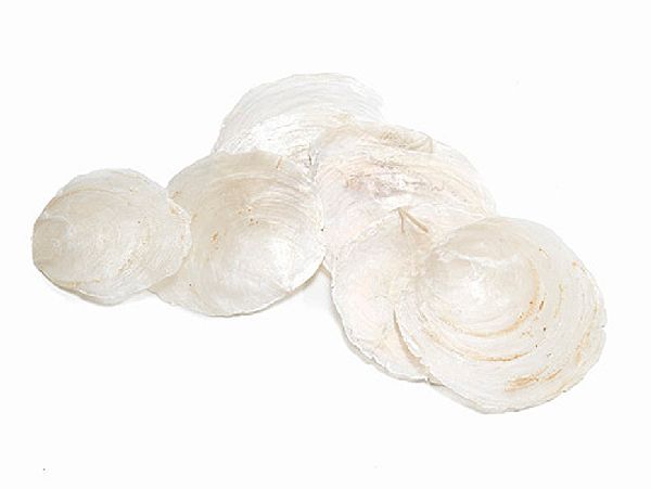 Perlmuttscheibe NATUR ca. 5-10cm 500g