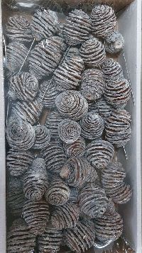 Platyspermum angedrahtet WEISS ABGEW. 55 Stück