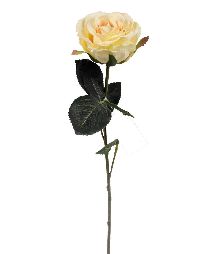 Rose Madame CHAMPAGNER 02 Länge:37cm 1333