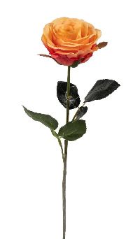 Rose Madame ORANGE 18 Länge:37cm  1333